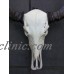 2019 "SALE" Water buffallo skull, detachable horns, bone, real, bar/man cave decor   323262976741