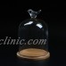 Glass Display Cloche Bell Jar Dome Flower Immortal Preservation w/ Wooden Base   162604304517