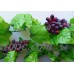 Set of 4 Artificial Fruits Wine Red Grapes For Kitchen Table Decoration(Dark)   162909475197