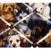 French Bulletin Board Photo Memo Board Multi-color Dog Puppy Print 9 x 12 in.   273389664555