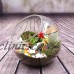 Globe Glass Ball Planter Vase Flower Plant Pot Terrarium Container Tabletop   173213788207