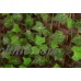 Beautiful Manmade Ivy Leaf Garland Plants Vine Foliage Flowers Home Decor   282659965830