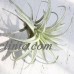 Artificial Pineapple Grass Air Plant Fake Floral As Home Wall Decoration Green   362379284093