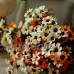 28Head Artificial Silk Simulation Fake Daisy Flower Chrysanthemum Wedding Bush A   352431516296