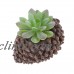 Real Touch Succulent Plant Artificial Grass Home Garden Flower Arrangement Decor   202352629257