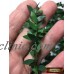 M00486 MOREZMORE 5Y Leaves Wire 1:6 Scale Miniature Tree Foliage Greenery A60   142905488891